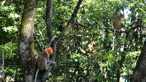 Proboscis monkey in the wild, sitting on tree, moving at mangrove forest and looking around at Tarakan, Indonesia. Wild nature stock footage. photo