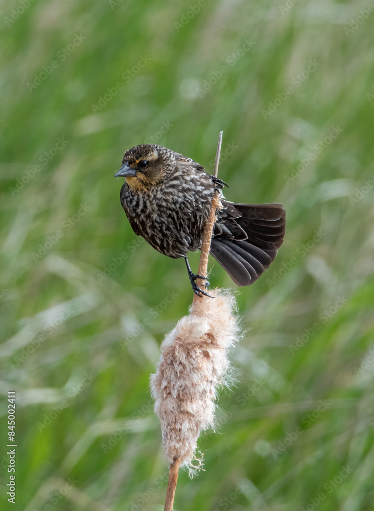 Fototapeta premium Red-winged blackbird in the marsh