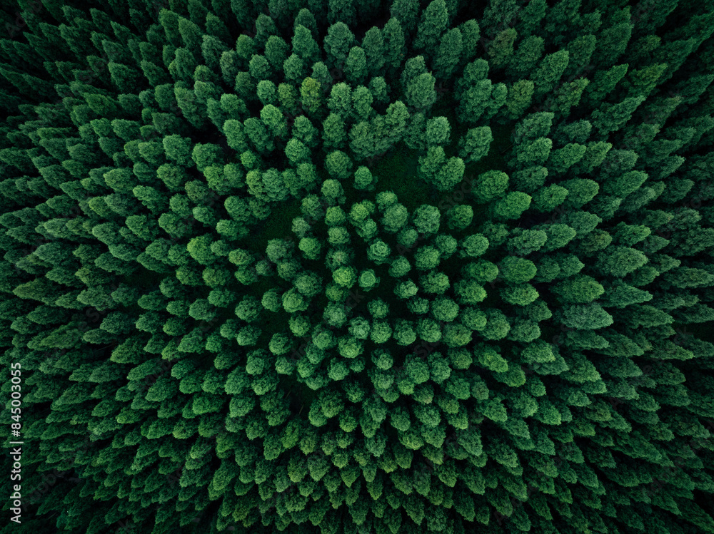 Obraz premium Aerial view of beautiful forest mountain landscape