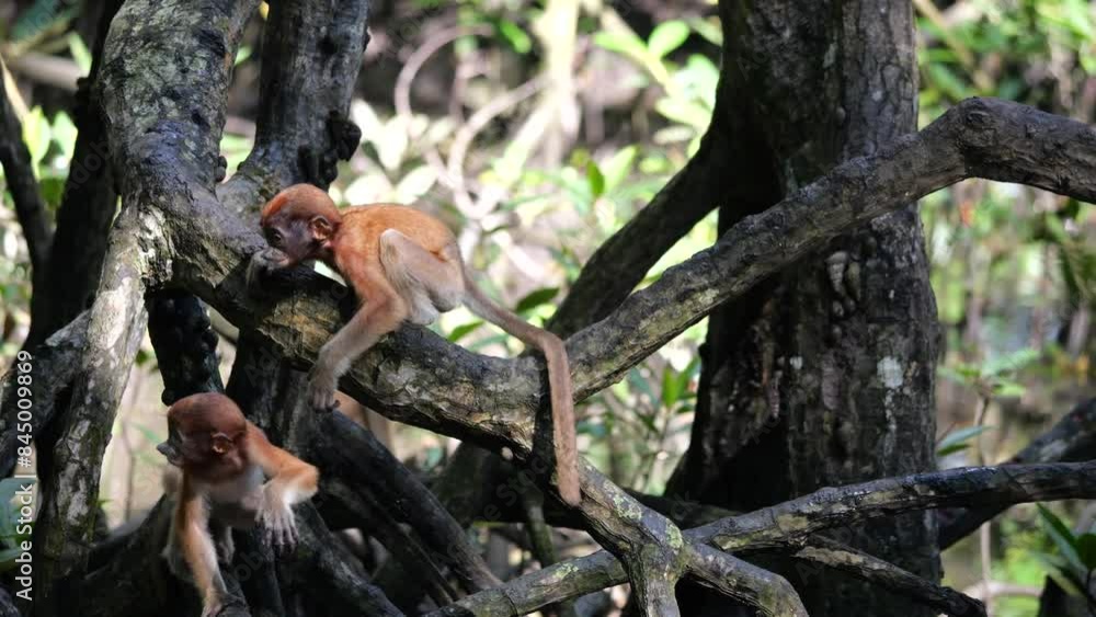 Baby Proboscis Monkey playing. The proboscis monkey (Nasalis larvatus) or long-nosed monkey is an arboreal Old World monkey with an unusually large nose, a reddish-brown skin color and a long tail.
Baby Proboscis Monkey playing. The proboscis monkey (Nasalis larvatus) or long-nosed monkey is an arboreal Old World monkey with an unusually large nose, a reddish-brown skin color and a long tail.