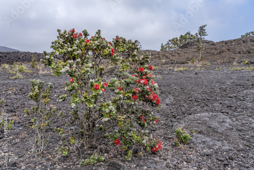 Metrosideros polymorpha, the ʻōhiʻa lehua, flowering evergreen tree in the myrtle family, Myrtaceae, Hawaii Volcanoes National Park. 1973 Lava Flows, Kīlauea volcano photo