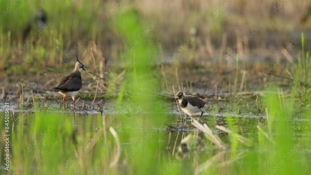 Two Kievit birds in a marshy wetland, one flying and the other wading in shallow water Two Kievit birds in a marshy wetland, one flying and the other wading in shallow water