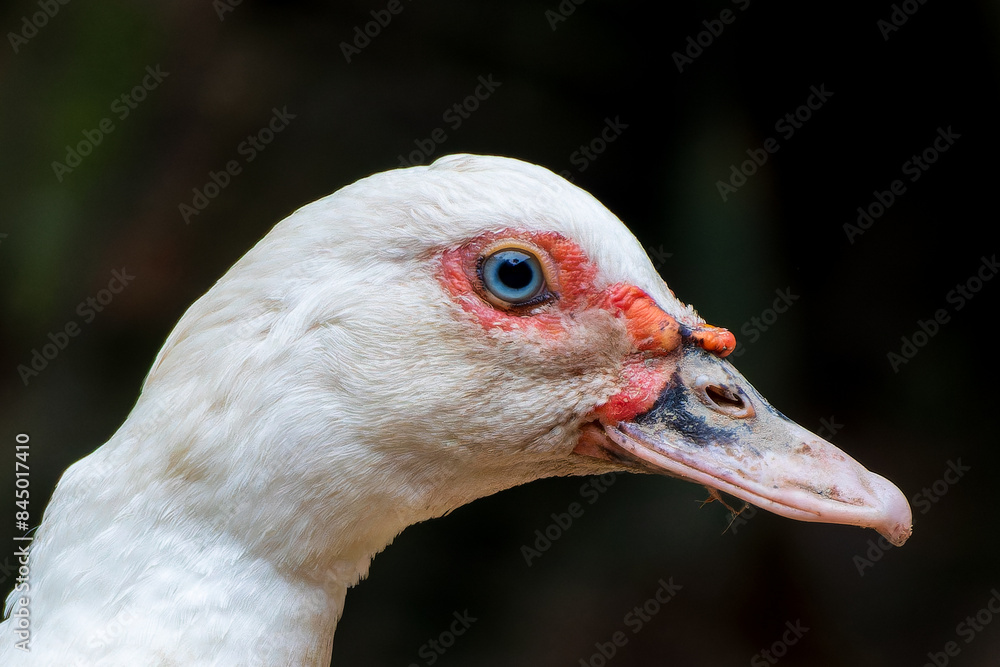 Head Tight shot of white Muscovy duck Head Tight shot of white Muscovy duck