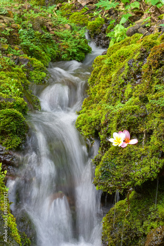 Natural alternative potho therapy with flowing water amidst green moss