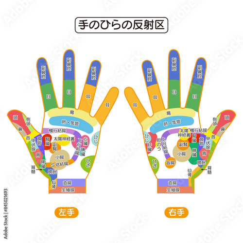 手のひらの反射区・手のつぼ　図解イラスト
