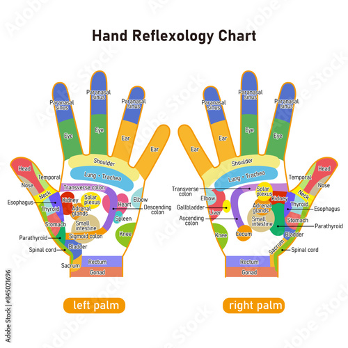 手のひらの反射区・手のつぼ　図解イラスト（英語版）