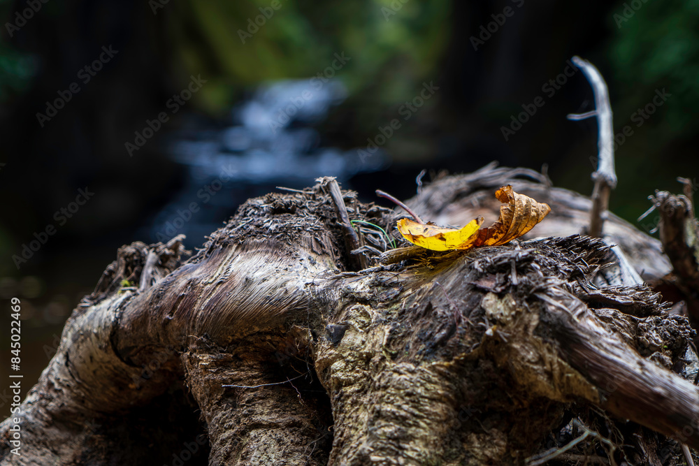 Fototapeta premium 濃溝の滝 清水渓流広場