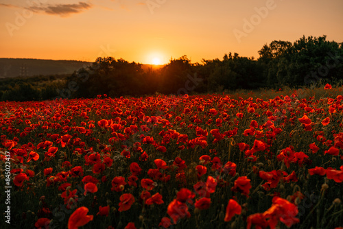 Field poppies sunset light banner. Red poppies flowers bloom in meadow. Concept nature, environment, ecosystem.