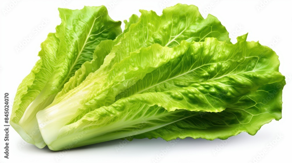 Lettuce clipart, isolated on white background Lettuce clipart, isolated on white background