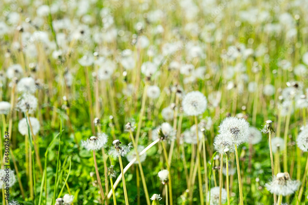 Dandelions in the grass. Rural scenery. Dandelions in the grass. Rural scenery.