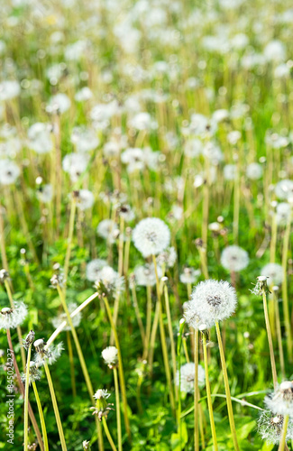 Dandelions in the grass. Rural scenery.