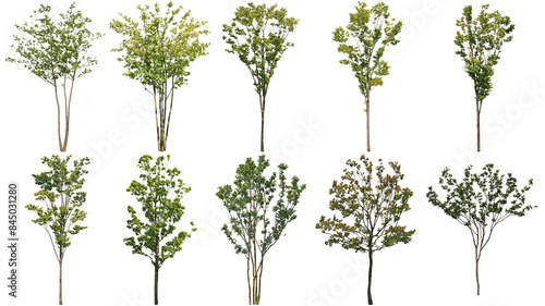 樹木切り抜きセット透過PNG背景白-Cutout Tree
