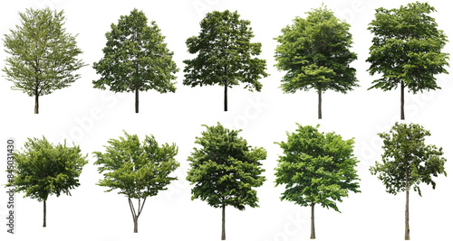 樹木切り抜きセット透過PNG背景白-Cutout Tree