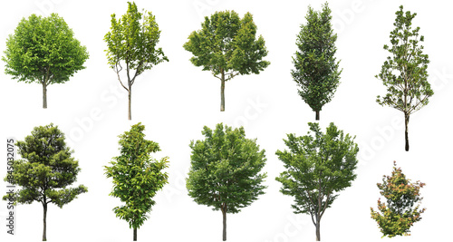 樹木切り抜きセット透過PNG背景白-Cutout Tree
