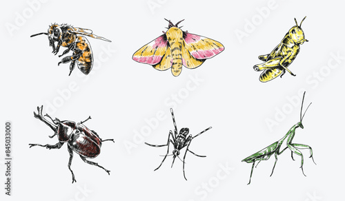 Hand drawn engraving of insects, bugs. Bee, moth, grasshopper, rhinoceros beetle, mosquito, praying mantis. Colorful vector illustration.