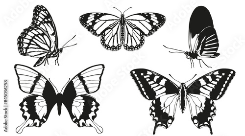 Butterflies vector set 5
