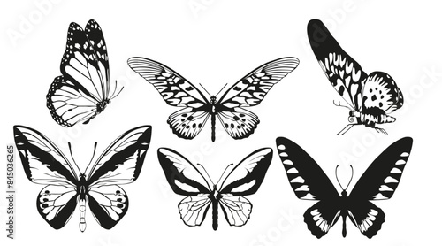 Butterflies vector set 6
