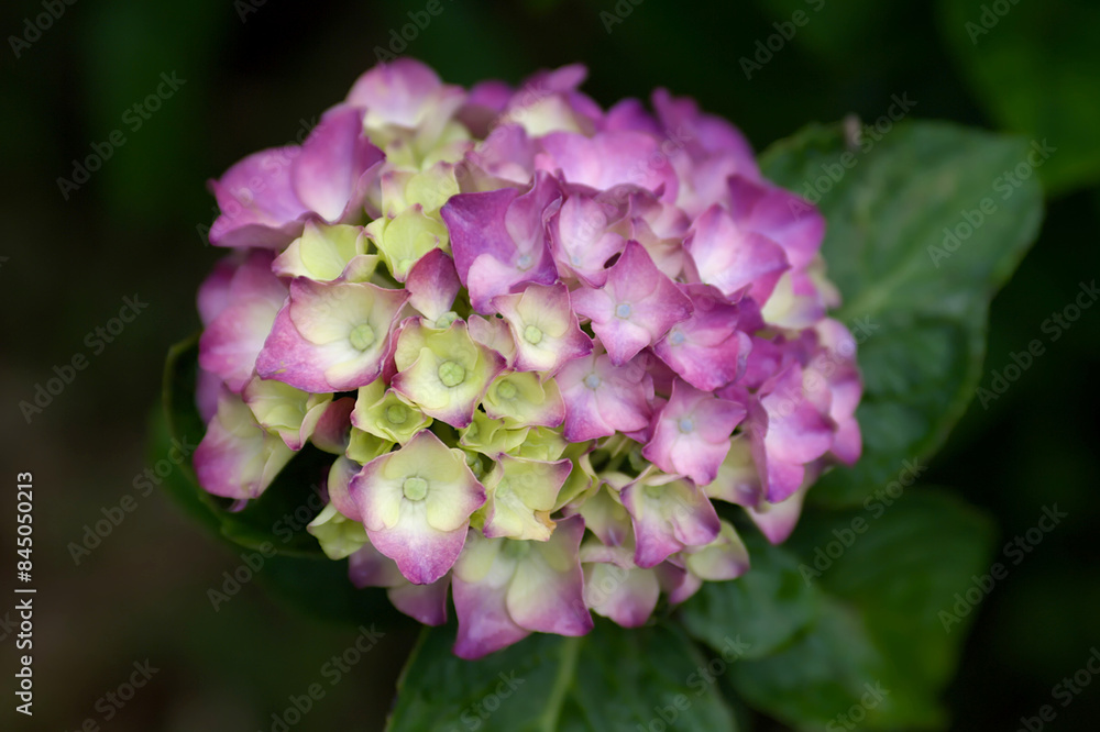 pink and purple hydrangea flowers pink and purple hydrangea flowers