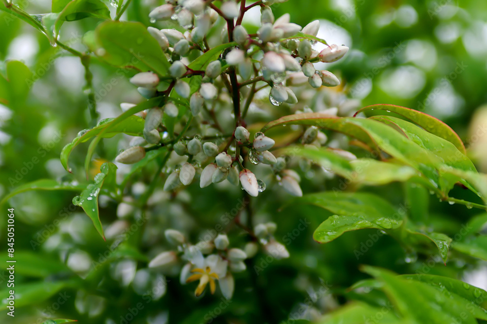 blossoming tree blossoming tree