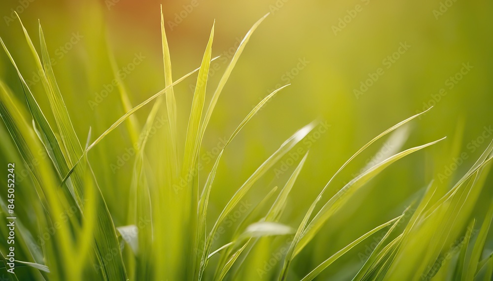 grass in the forest at sunset macro image shallow depth of field abstract summer nature background vintage filter grass in the forest at sunset macro image shallow depth of field abstract summer nature background vintage filter