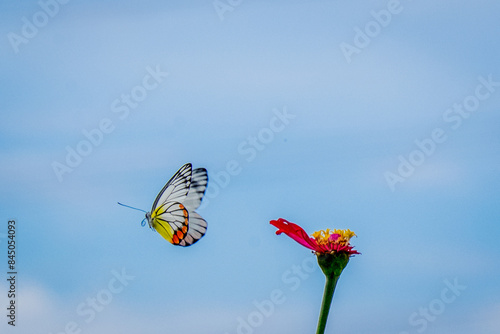 Butterflies leave wilted flowers