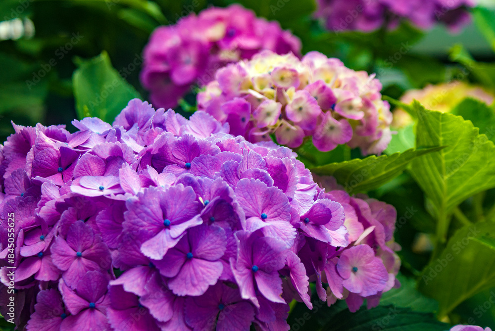 Close-Up of Purple Hydrangea Macrophylla Flowers in Bloom, Tokyo, June 2024 Close-Up of Purple Hydrangea Macrophylla Flowers in Bloom, Tokyo, June 2024