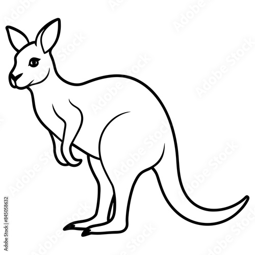 kangaroo vector illustration