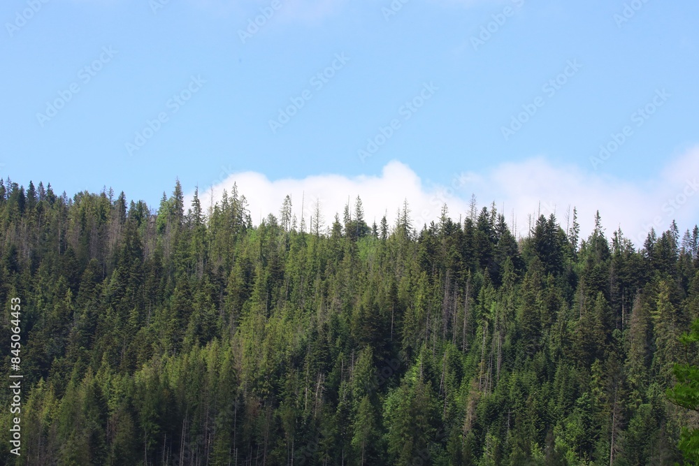 Tall evergreen trees on a blue sky Tall evergreen trees on a blue sky