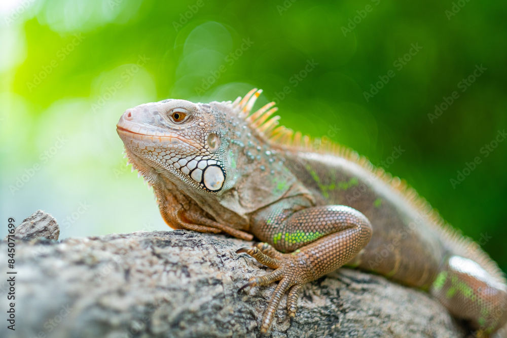 lizard, animal, green lizard with blur background lizard, animal, green lizard with blur background
