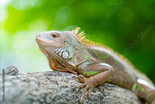 lizard, animal, green lizard with blur background