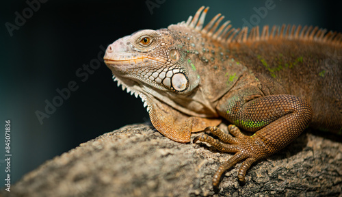 lizard  animal  green lizard with blur background