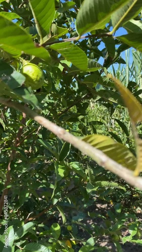 Lateral camera movement of a guava plant with green fruit, 4K video at 60 fps