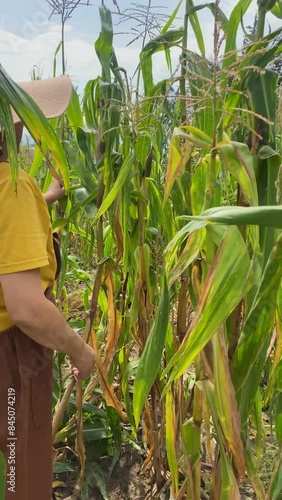 Latina woman dressed as a farmer with a hat and overalls, harvesting corn in her garden on a sunny day. She grabs the ears of corn and throws them into a bucket