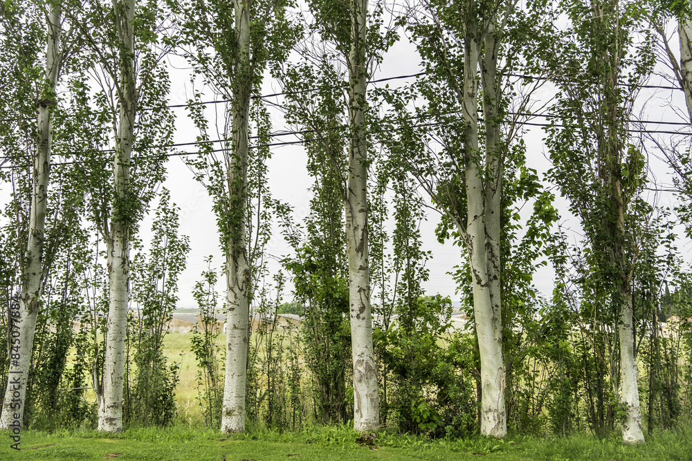 Fototapeta premium Pine trees in a forest