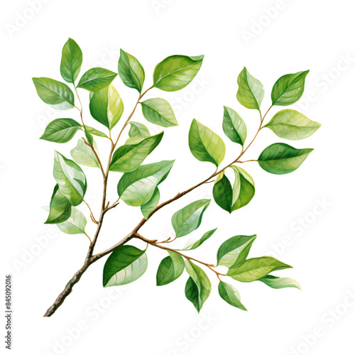 Leaves Branch clipart, Leaves Branch Png, Leaves Clipart