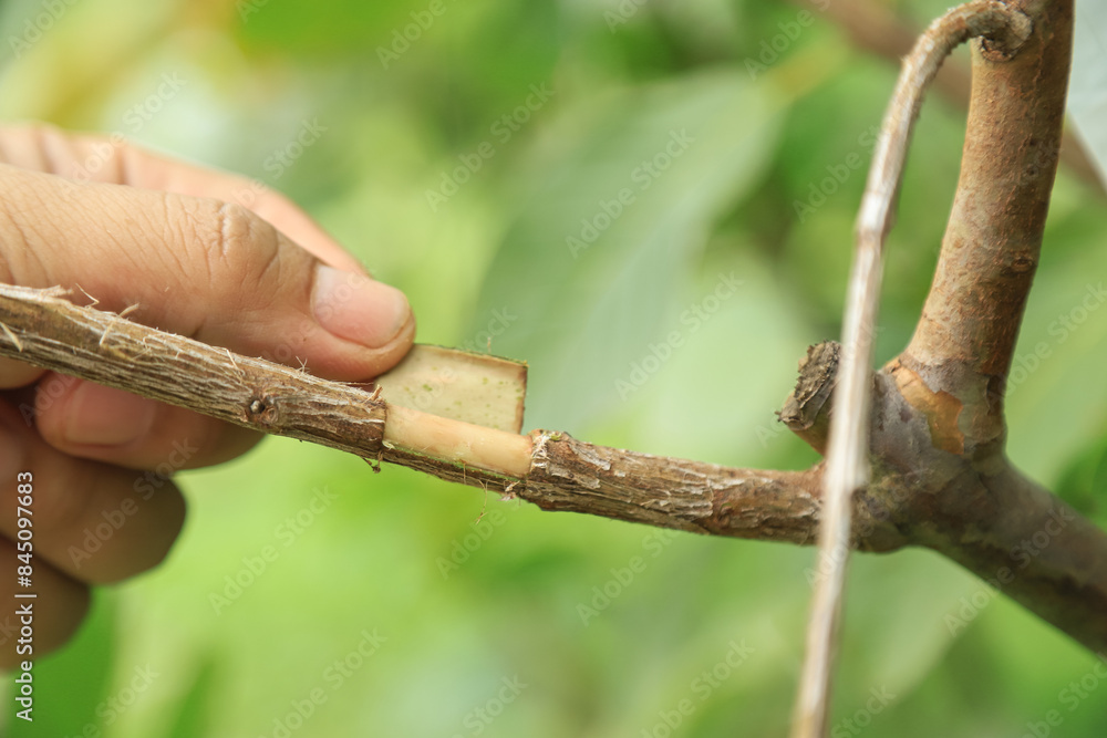 grafting guava tree trunk in organic farm for good happy living life grafting guava tree trunk in organic farm for good happy living life