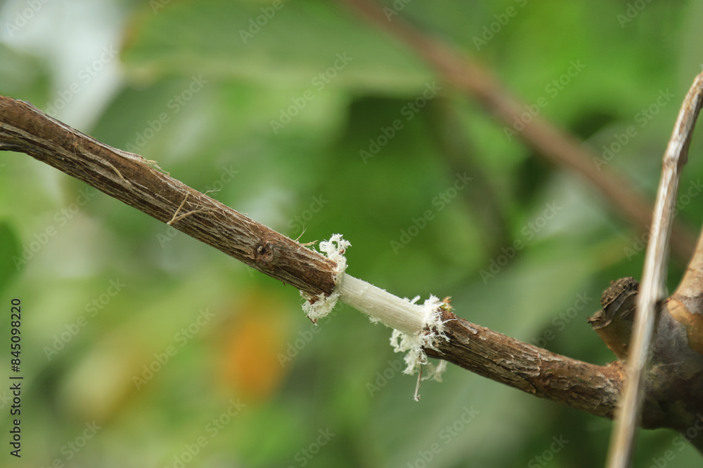 grafting guava tree trunk in organic farm for good happy living life grafting guava tree trunk in organic farm for good happy living life