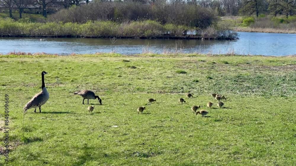 Canadian baby geese walking on grass Canadian baby geese walking on grass