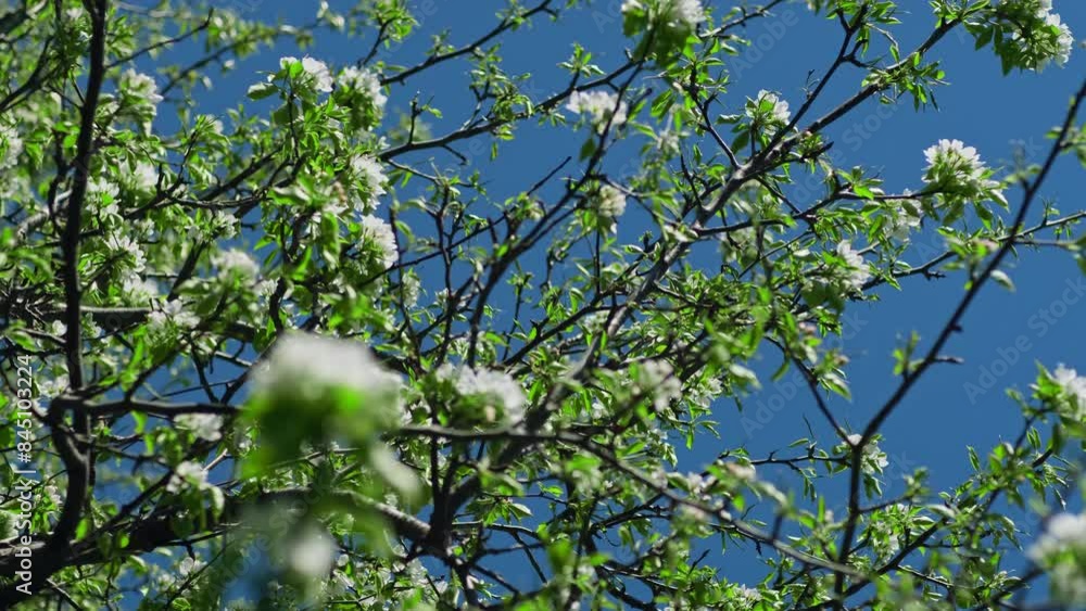 Pear blossoms flowers on a sunny spring day. Blooming apple tree branch with white flowers on blue sky background. Copy space. Pear blossoms flowers on a sunny spring day. Blooming apple tree branch with white flowers on blue sky background. Copy space.
