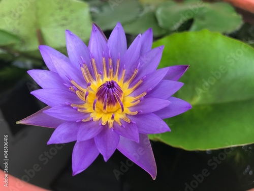 purple water lily