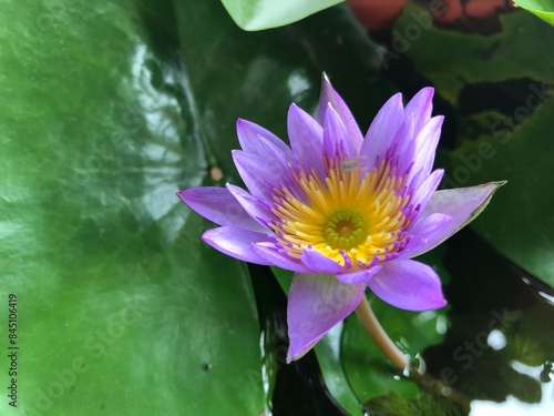 purple water lily