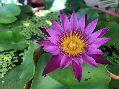 purple lotus in garden