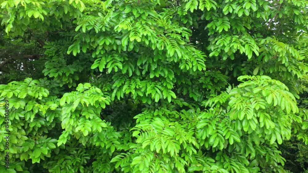 Green leaves flutter among the lush canopy of trees. Trees swaying in the wind on a clear day against the background of a clear blue sky. Deciduous forest. Nature of Asia, national park. Green leaves flutter among the lush canopy of trees. Trees swaying in the wind on a clear day against the background of a clear blue sky. Deciduous forest. Nature of Asia, national park.