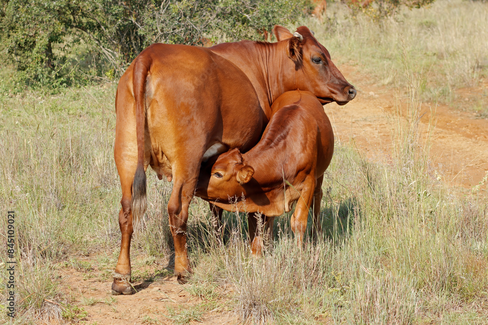 A free range cow with suckling calf on a rural farm, South Africa. A free range cow with suckling calf on a rural farm, South Africa.