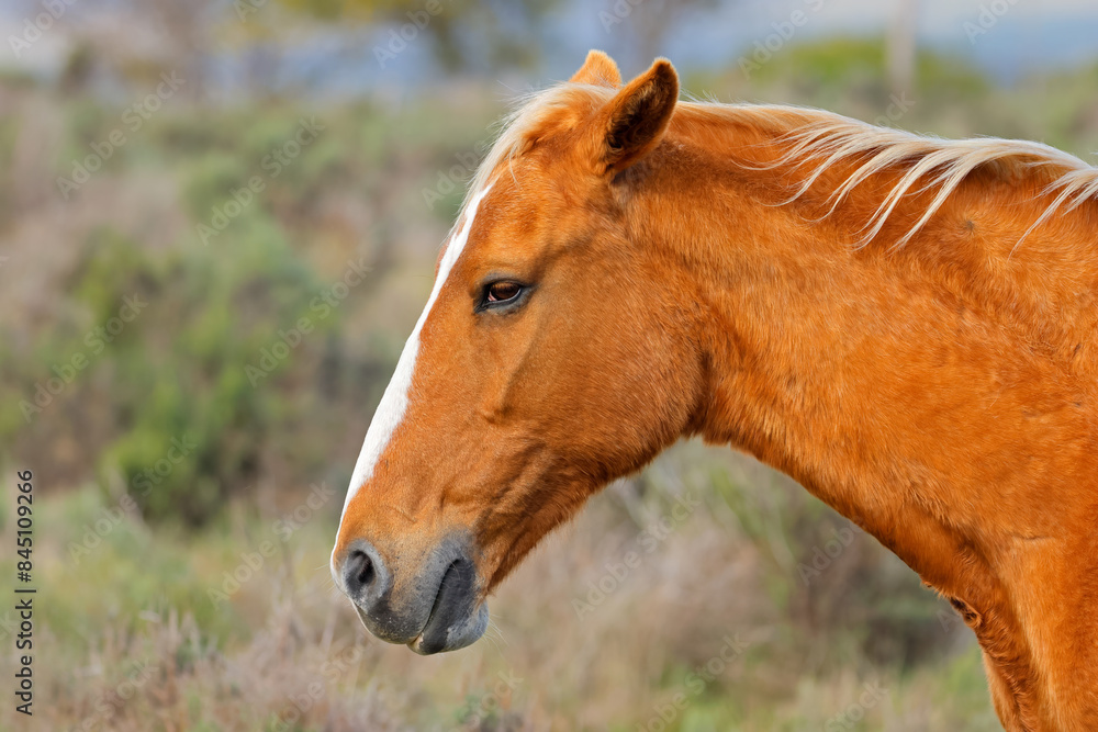 Portrait of a horse on a rural free-range farm, South Africa. Portrait of a horse on a rural free-range farm, South Africa.
