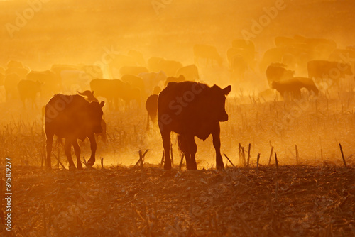 Принти на полотні Silhouette of free-range cattle walking on a dusty field at sunset, South Africa