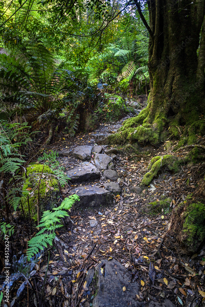 Trail to Mrytle Gully Falls, Wellington Forest, Tasmania, Australia Trail to Mrytle Gully Falls, Wellington Forest, Tasmania, Australia