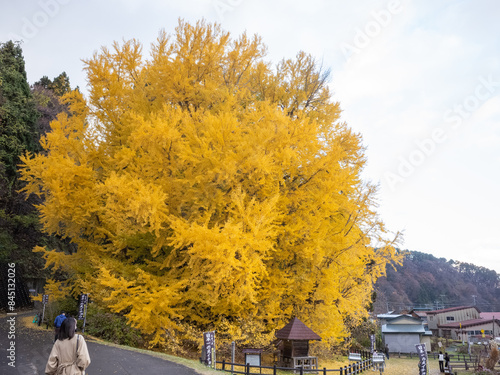 huge old gingko tree with yellow autumn leaves in kita-kanegasawa in aomori prefecture