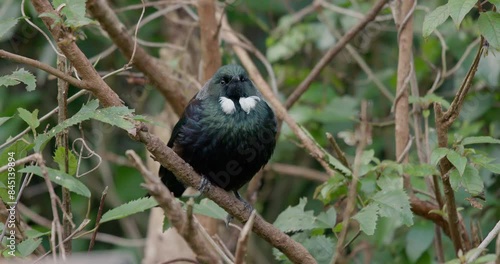 4k shot of the Tui. A native bird of New Zealand photo