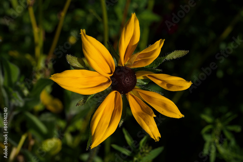 Black-eyed Susan flower photo